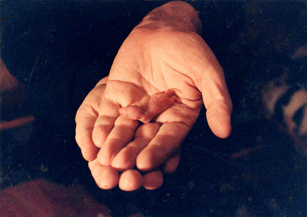 93-rats-in-hand